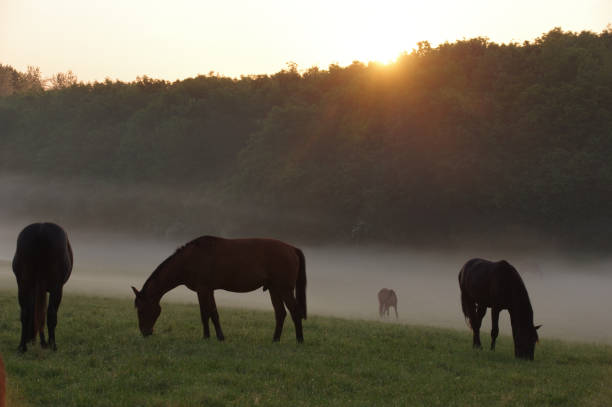 istock Horses on a misty morning 1227345596