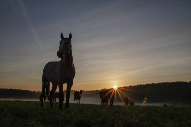 istock Horses on a misty morning 1227345626