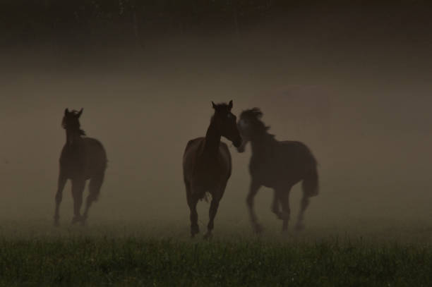istock Horses on a misty morning 1227345652