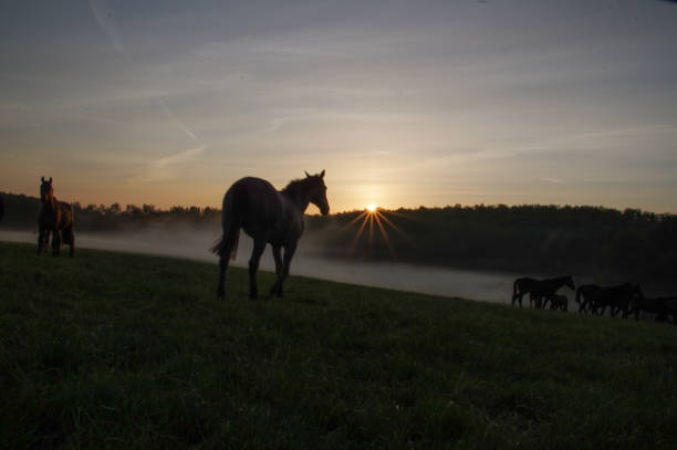 istock Horses on a misty morning 1227345764