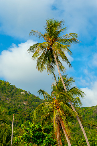 Martinique, Sainte-Luce - Novembre 24, 2023: Pierre et Vacances village tropical resort offering hotel rooms and appartments near the caribbean sea.