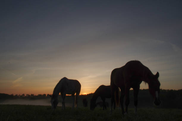 istock Horses on a misty morning 1227345839