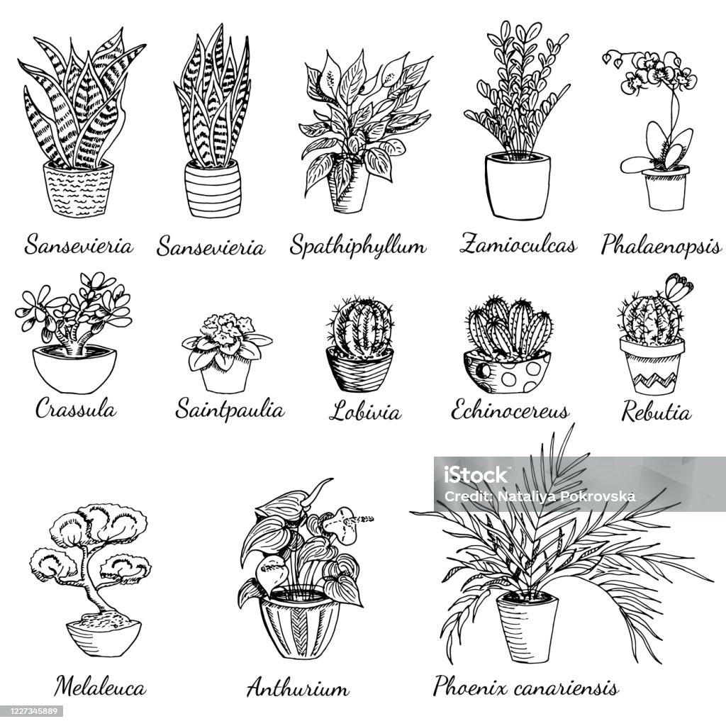 Stock Ilustrace Sb rka Dom c ch Rostlin S N zvy Ru n Kreslen stock-ilustrace-sb-rka-dom-c-ch-rostlin-s-n-zvy-ru-n-kreslen