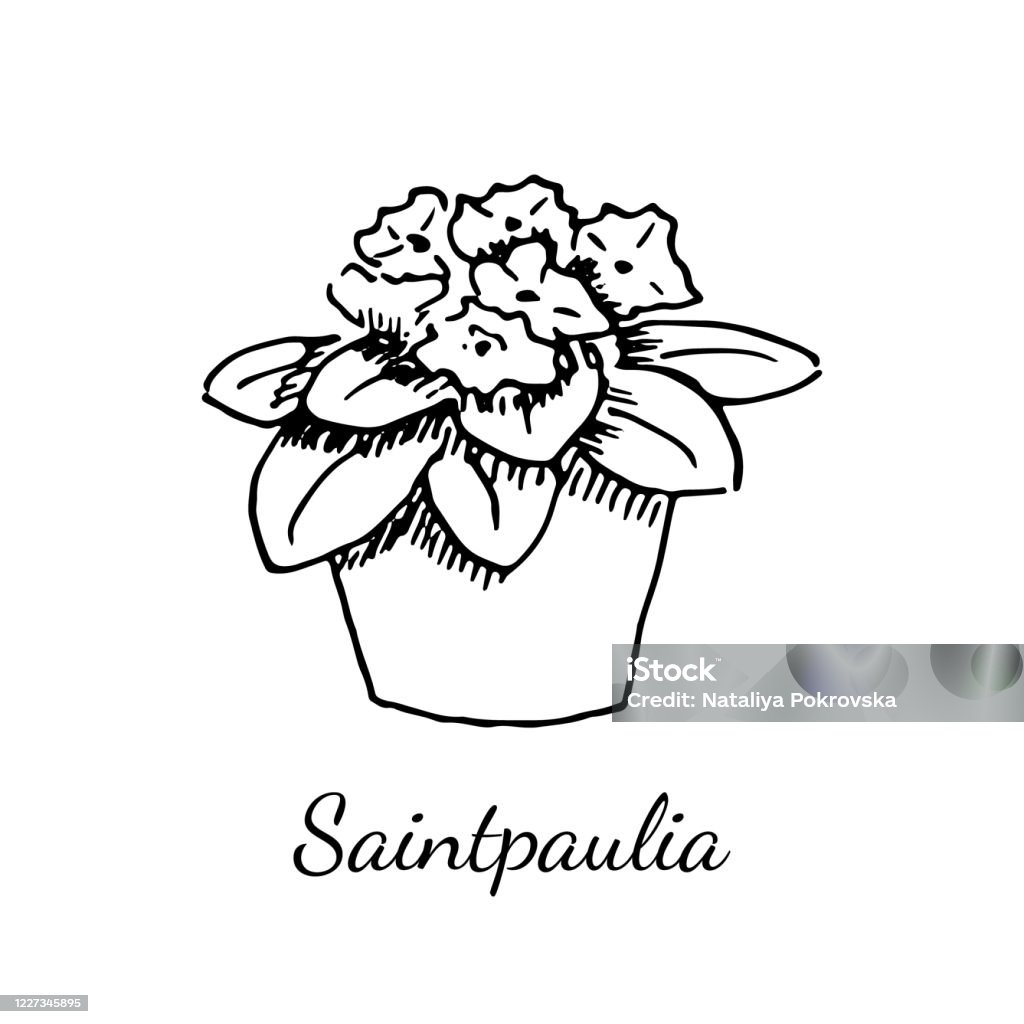 Saintpaulia - Hãy chiêm ngưỡng hình ảnh về cây hoa Saintpaulia đáng yêu và thần thái này! Với những đóa hoa tím thanh lịch và lá xanh mềm mại, Saintpaulia chắc chắn sẽ khiến bạn mê mẩn ngay từ cái nhìn đầu tiên.