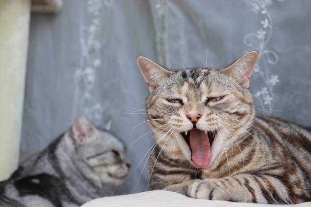 istock Cute cat with a creepy smile. 1227345955