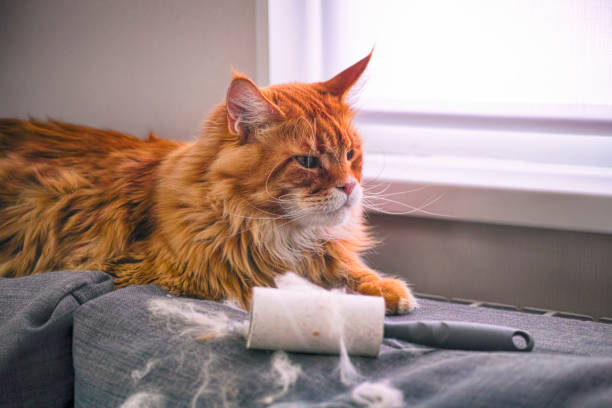 gingembre maine coon chat et rouleau de peluche avec sa fourrure sur le canapé à l’intérieur. - lint remover photos et images de collection