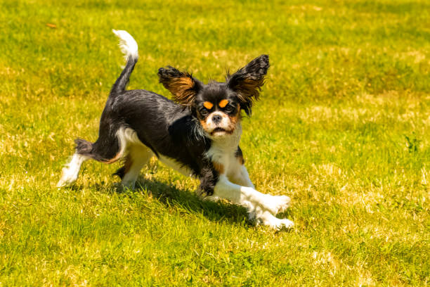 istock a cute puppy running on the lawn 1227347216