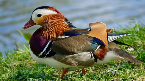 istock Mandarin Duck, Male 1227347220