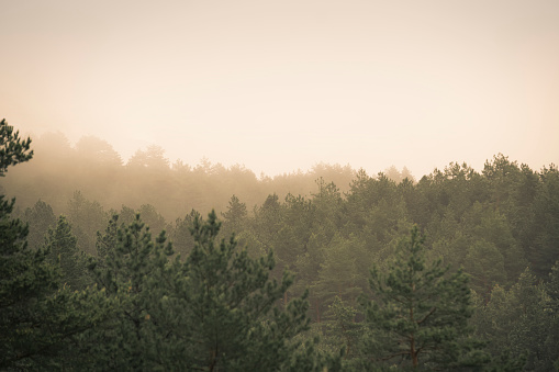 Foggy morning in forest