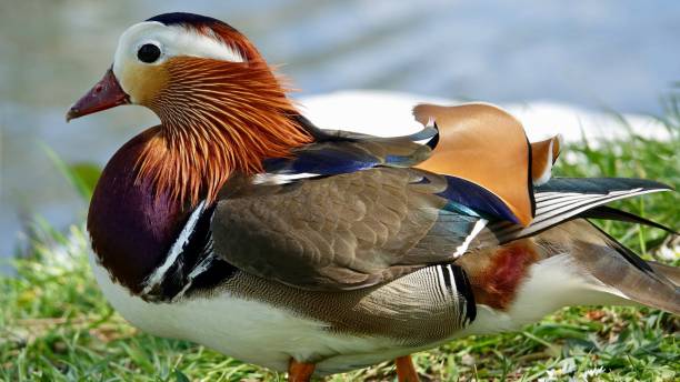 istock Mandarin Duck, Male 1227347295