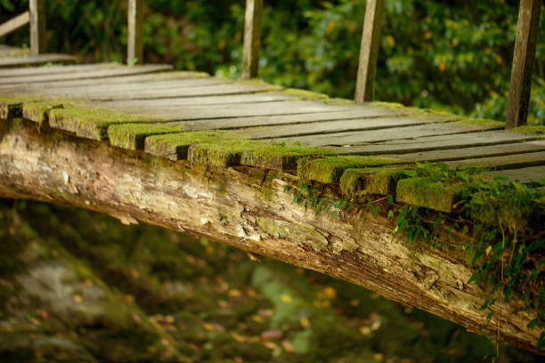 Old wooden with one side handrail bridge keeping traces of moss and greenery on wooden nature background.