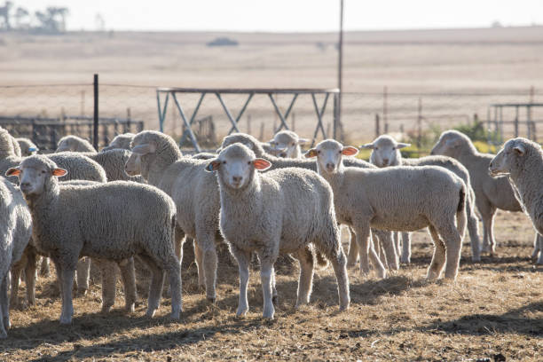 羊のペン - merino sheep ストックフォトと画像