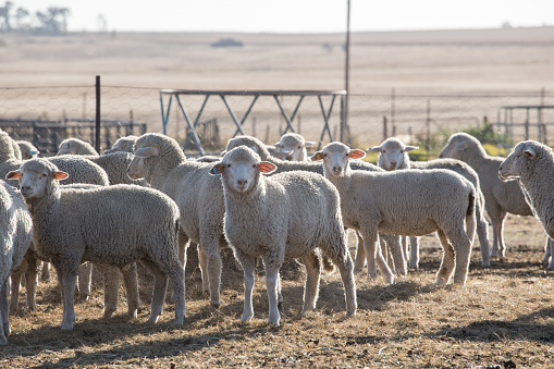 Merino wool sheep in a pen