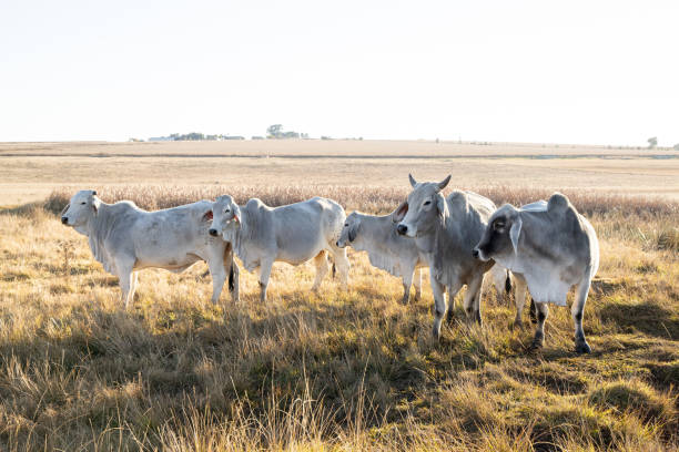 istock Brahman cattle ina scenic field 1227351312