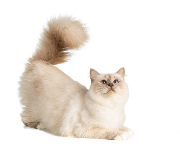 istock cat in breeding period 1227351375