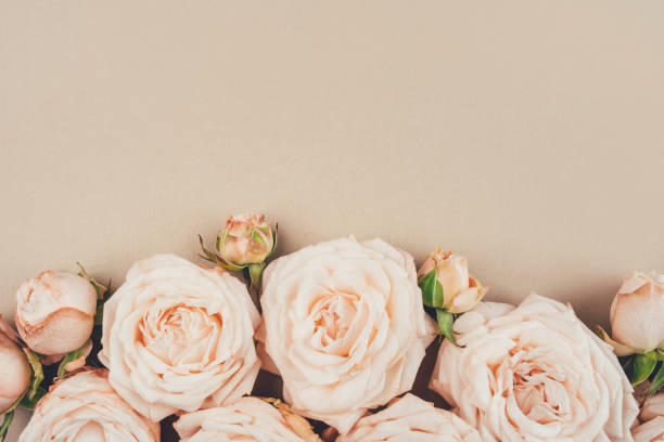 istock Spring background. Rose flowers on a beige background. 1227352332