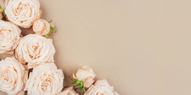 istock Spring background. Rose flowers on a beige background. 1227352334