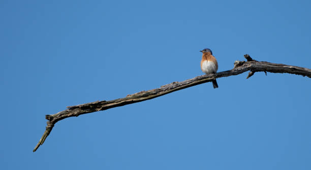 istock Male bluebird on long branch isolated 1227353403