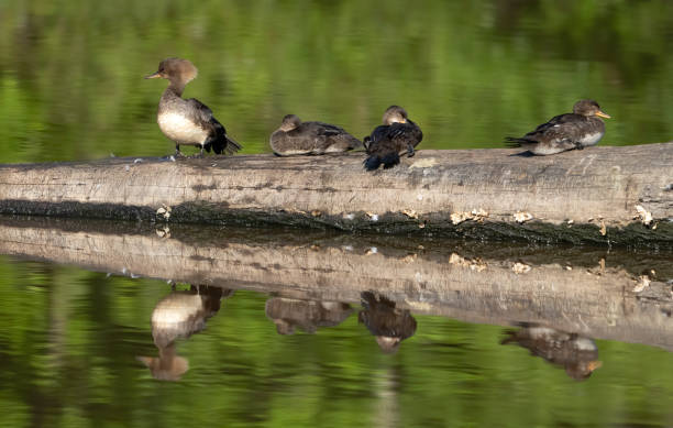 common merganser family on log stock photo