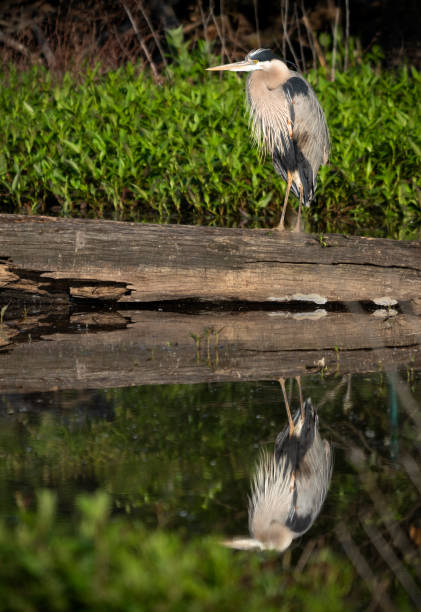 Great blue heron on log with reflection stock photo