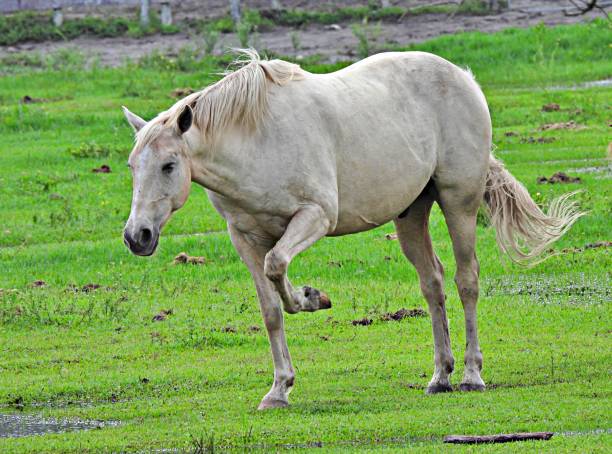 A white horse in a meadow.