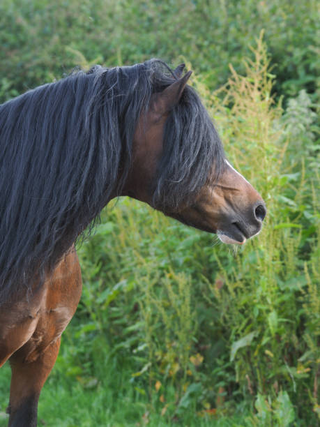 istock Bay Horse Headshot 1227353810