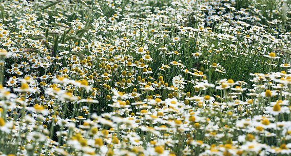 large field with white blooming daisies on a spring day, selective focus