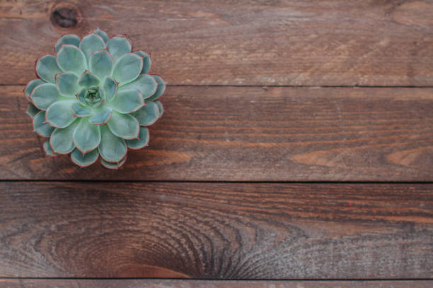 istock succulents cactus on wooden board, top view flatlay 1227355298