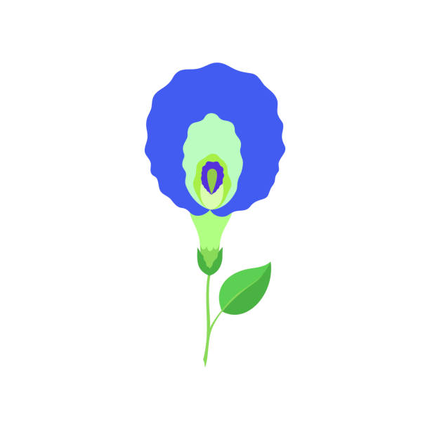 illustrazioni stock, clip art, cartoni animati e icone di tendenza di clitoris fiore bud isolato su sfondo bianco. - bud flower tulip flowers