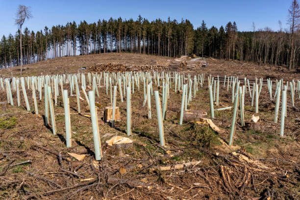 istock Afforestation after forest damage due to climate change 1227355586