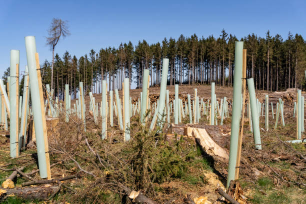 istock Reforestation with seedlings after clear cutting 1227355702