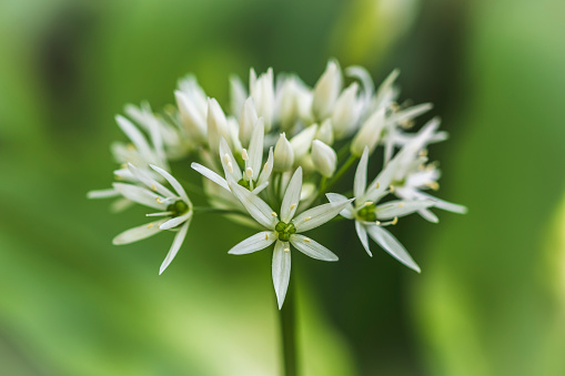 Closeup of wood garlic blossom in the forest in spring time.