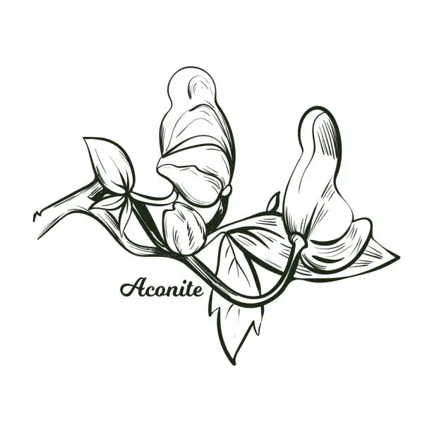 Vector illustration of Aconite monkshood, wolfsbane, aconitum vector illustration. Aconitum leopards bane, mousebane, womens bane, devils helmet, queen of poisons, blue rocket. Blooming flowers and leaves monochrome icon.