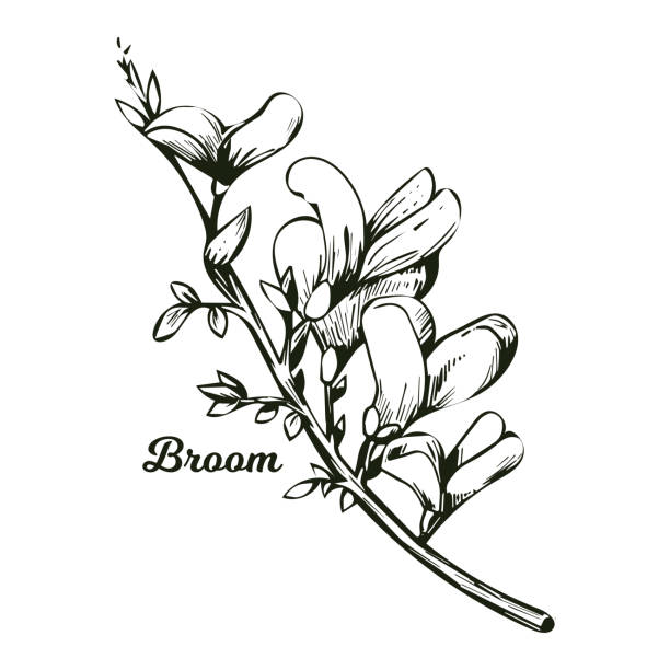 Broom flower, dyers greenwood, weed and whin, furze, green broom, greenweed, wood waxen vector illustration of blooming flowers. Genista tinctoria, lupine lupin gorse and laburnum monochrome. Broom flower, dyers greenwood, weed and whin, furze, green broom, greenweed, wood waxen vector illustration of blooming flowers. Genista tinctoria, lupine lupin gorse and laburnum monochrome furze or gorse ulex europaeus stock illustrations