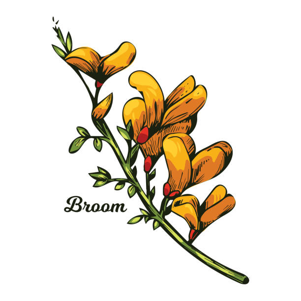 Broom flower, dyers greenwood, weed and whin, furze, green broom, greenweed, wood waxen vector illustration of yellow blooming flowers. Genista tinctoria, lupine lupin gorse and laburnum. Broom flower, dyers greenwood, weed and whin, furze, green broom, greenweed, wood waxen vector illustration of yellow blooming flowers. Genista tinctoria, lupine lupin gorse and laburnum furze or gorse ulex europaeus stock illustrations