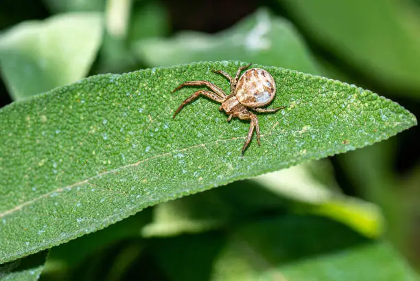 xysticus croceus on sage leaf under the sun