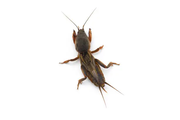 the European mole cricket macro photo isolated on white background