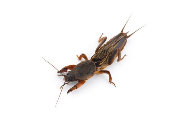 istock the European mole cricket macro photo isolated on white background 1227358163