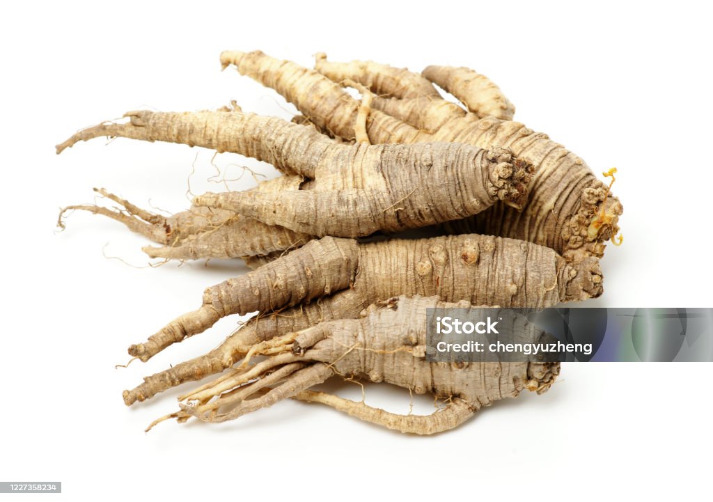 Closeup of Adenophora Stricta root Closeup of Adenophora Stricta root, Campanuloideae, Adenophora on white background Alpine climate Stock Photo