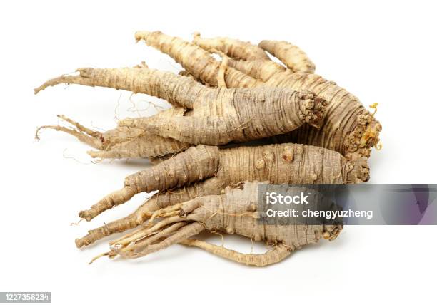 Closeup Of Adenophora Stricta Root Stock Photo - Download Image Now - Alpine climate, Beauty, Bell