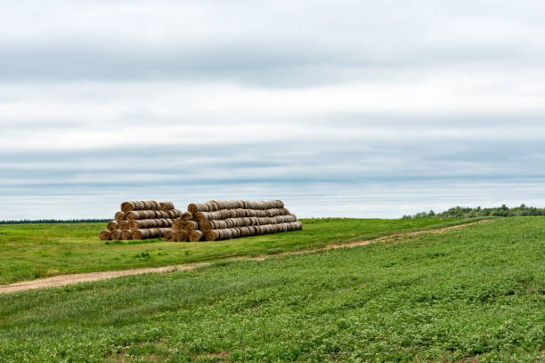 istock Landscape with hay bales and a cloudy sky. 1227359318