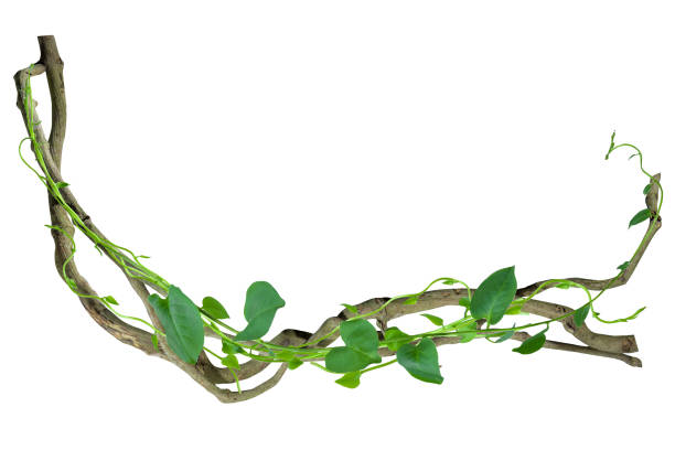 vite circolare alle radici degli alberi tropicali. isolato su sfondo bianco con percorso di ritaglio incluso. desaign floreale. immagine hd e risoluzione di grandi dimensioni. può essere utilizzato come sfondo - ivy wall green vine foto e immagini stock