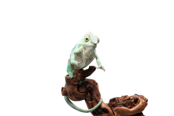 istock Blue lizard Panther chameleon isolated on white background 1227361006