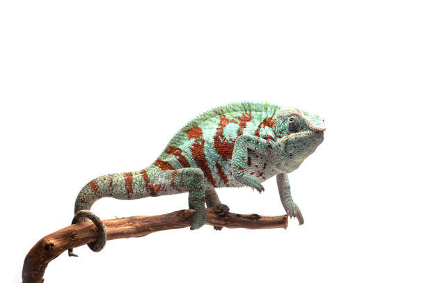 istock Blue lizard Panther chameleon isolated on white background 1227361009