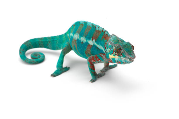 istock Blue lizard Panther chameleon isolated on white background 1227361010