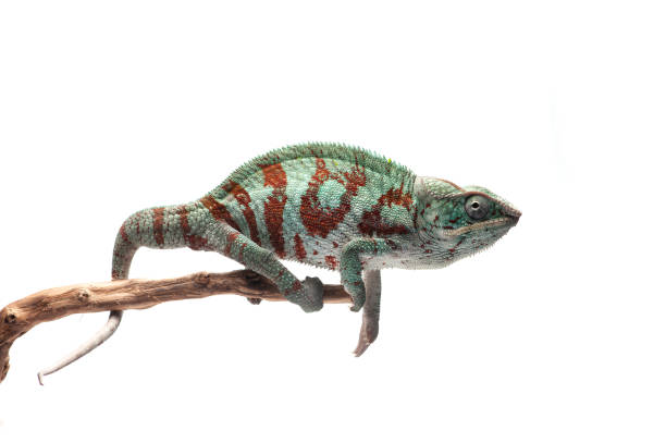 istock Blue lizard Panther chameleon isolated on white background 1227361011