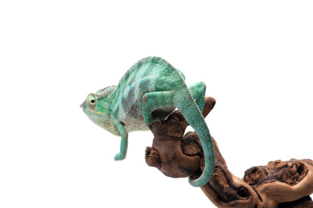istock Blue lizard Panther chameleon isolated on white background 1227361012
