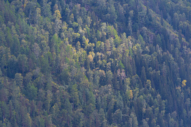 istock green carpet of trees on hillside, dense coniferous forest as background 1227362159