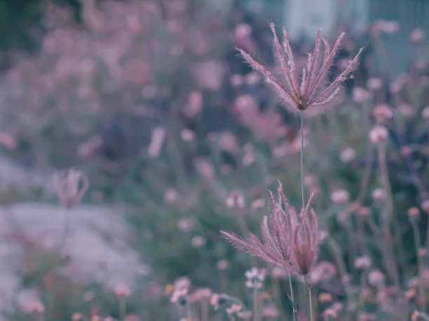 Pennisetum setaceum