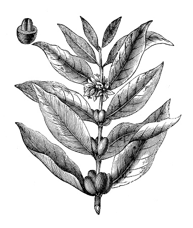 Antique illustration, botany: Coffee